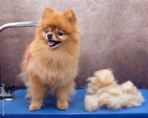 grooming a Pomeranian dog. Closeup of professional groomer trimming ...