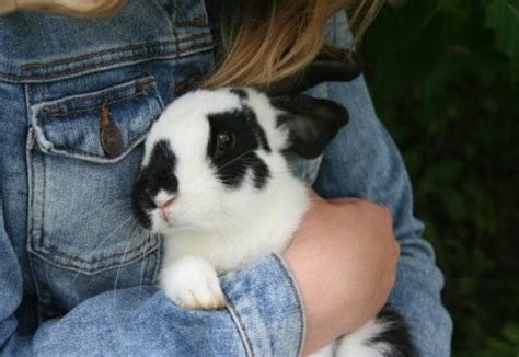 200+ White Rabbit Names: Names For Male & Female White Rabbits