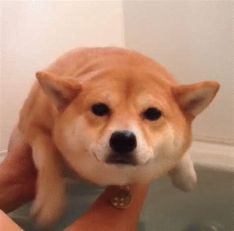 Doge Swim GIF - Doge Swim Shibe - Discover & Share GIFs