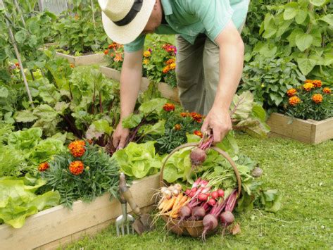 Top Tips for Harvesting your Garden - Salisbury Landscaping