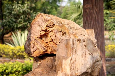 Fossil Wood,Million of Years Old Tree Form Stone Under Soil with Hot ...