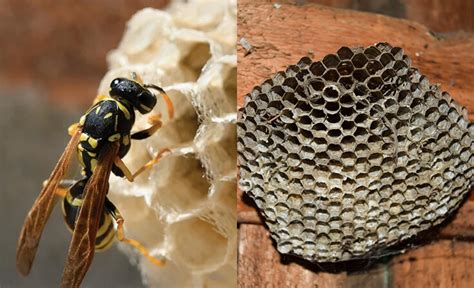 Paper Wasp Nest Vs Hornet Nest