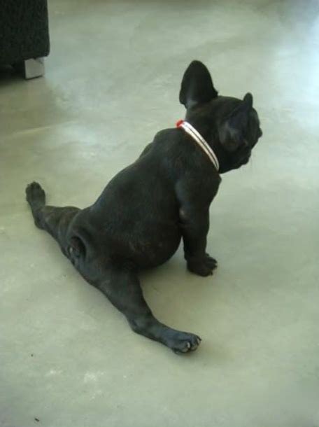 A Friends dog stretching... : r/funny