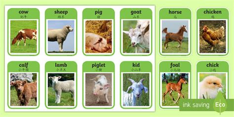 FREE! - Farm Animal Flashcards (teacher made) - Twinkl
