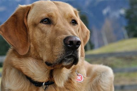 Labrador retriever: The beloved family dog