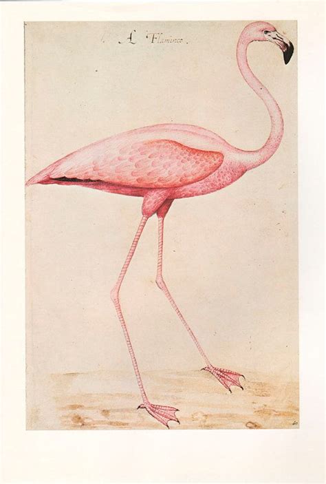 Pink Flamingo vintage bird illustration with soft colours; lovely ...