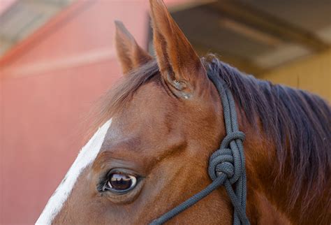 Sarcoids in Horses | Equine Skin Conditions