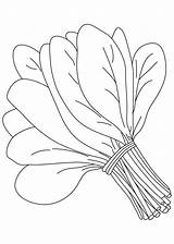 Spinach Colouring Pages Sketch Coloring Page sketch template