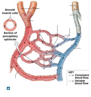 21-1 Capillary Bed Diagram | Quizlet