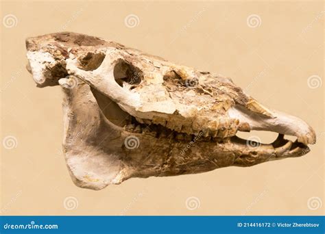 The Skull of Hipparion Lat. Hipparion Elegans is Isolated on a White ...