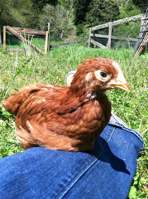 My last Rhode Island Red to survive, Petunia! | BackYard Chickens - Learn How to Raise Chickens