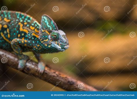 A veiled chameleon lizard stock image. Image of walking - 39242995