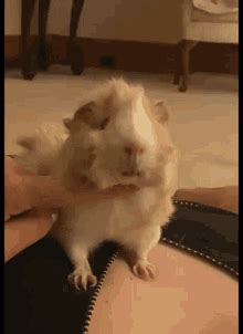 Guinea Pig Popcorning Gif – volanderchallange