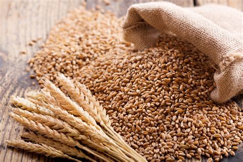 Organic Hard Red Spring Wheat Seeds Organic Wheat Grass - Etsy