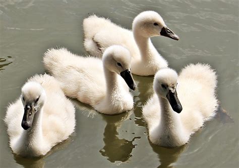 Free photo: Swan, Baby Swan, Baby Swans, Water - Free Image on Pixabay ...