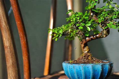 5 Best Types Of Soil For Bonsai Trees