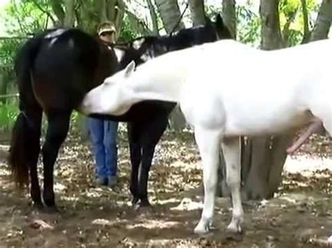 Black and White Horses Mating HORSE MATING - YouTube