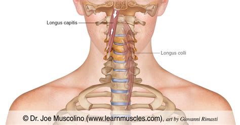 Longus Capitis - Learn Muscles