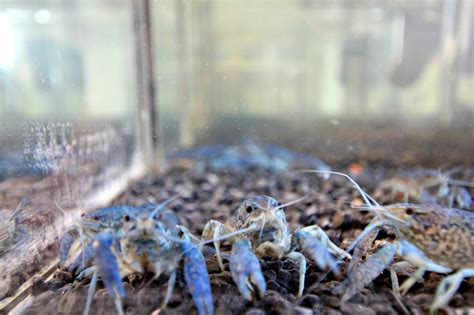 Invasive marbled crayfish found in Narva power plant cooling canal