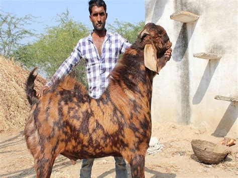 Sirohi Goat Farming Business Idea: Cost & Profit Analyses, and How to ...