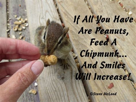 Chipmunk Quotes #17. – Steve`s Country