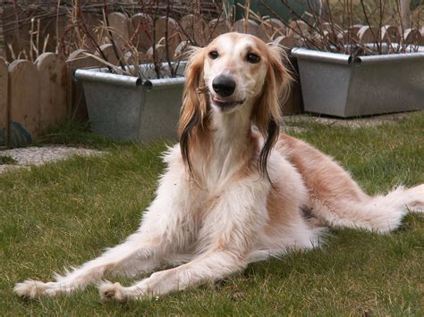 Saluki Information - Dog Breeds at NewPetOwners