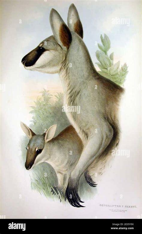 Macropus parryi 2 Gould Stock Photo - Alamy