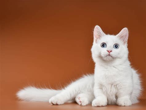 White Cats - Breeds, Names & Deafness - Cat-World