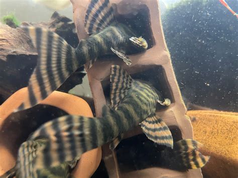 L397 Pleco Alenquer Tiger Pleco | Rare Catfish Corydoras Cichlid Aquarium Fish | eBay