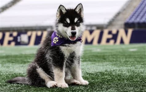 Washington Huskies new mascot, Dubs II, on his first day at work. : aww