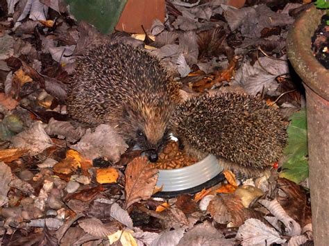 Our response to Daily Mail article - advice for feeding hedgehogs ...