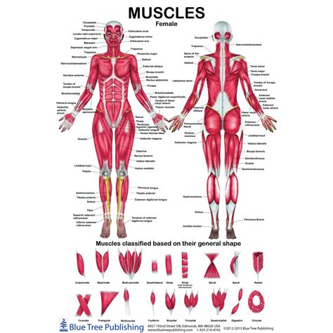 Female Back Muscles Chart - Female Muscle Diagram And Definitions Jacki ...