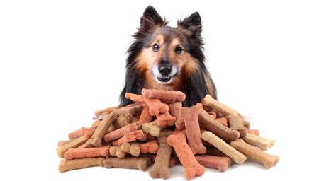 Best Organic Dog Treats – Which Brand Is Best for Your Pup?