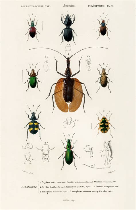 Different types of beetles illustrated | Free Photo - rawpixel
