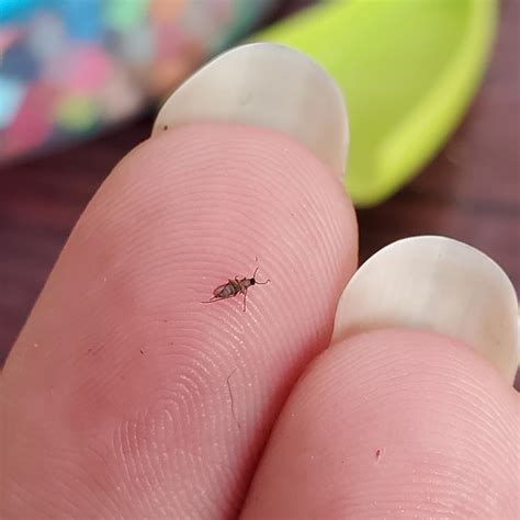 These tiny bugs are all over my house : r/whatisthisbug