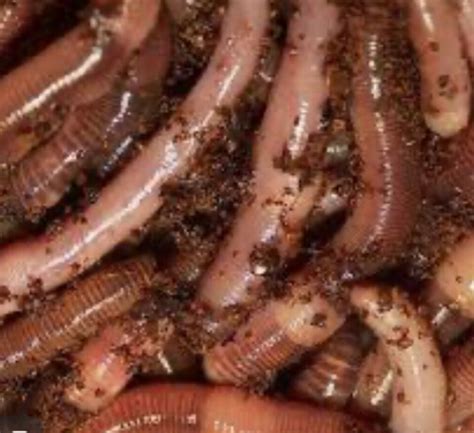 50 European Nightcrawlers Composting Worms Organic Free Shipping | eBay