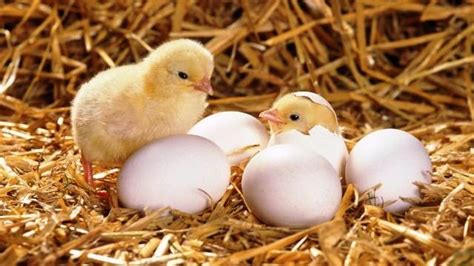 Baby Chickens Hatching