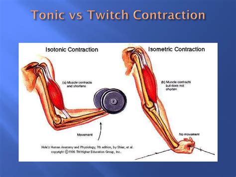 PPT - The Muscular System PowerPoint Presentation, free download - ID ...