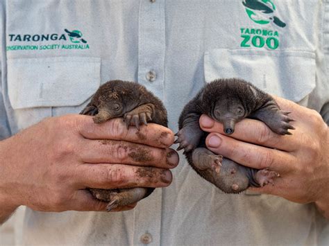 That’s not a baby platypus, this is a baby platypus - Australian Geographic