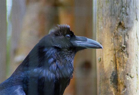 Raven in Recovery at North Island Wildlife Recovery Centre… | Flickr