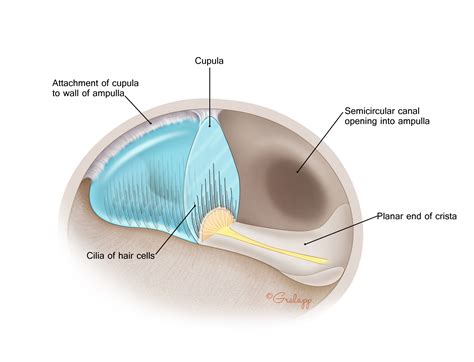 Vestibular System Diagram