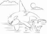 Adorable Killer Whale Coloring Pages For Kids  sketch template