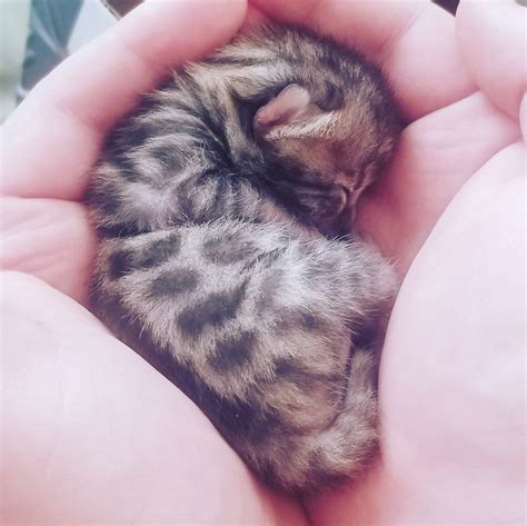 One week old Bengal kitten : r/Eyebleach