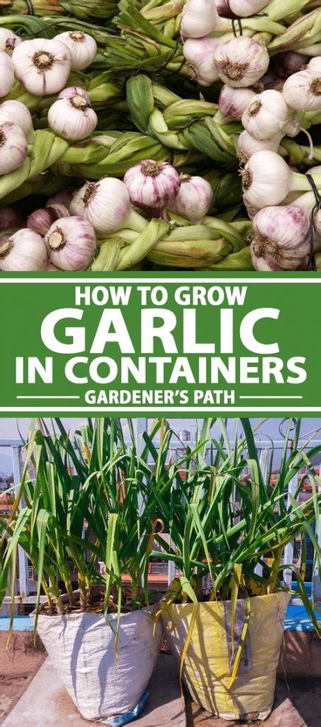 How to Grow Garlic in Pots and Containers | Gardener’s Path