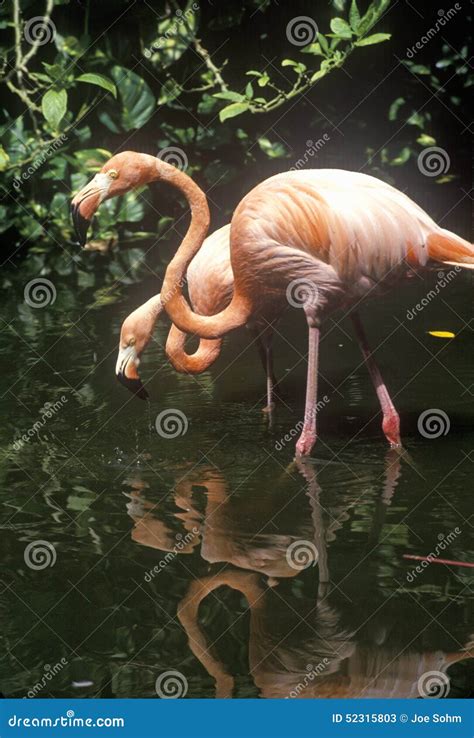 Pink Flamingos in Sunken Gardens, St. Petersburg, FL Stock Image - Image of petersburg, flock ...