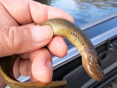 LIVE & LEARN about LAMPREY’S, there are Many Species - Share the Outdoors