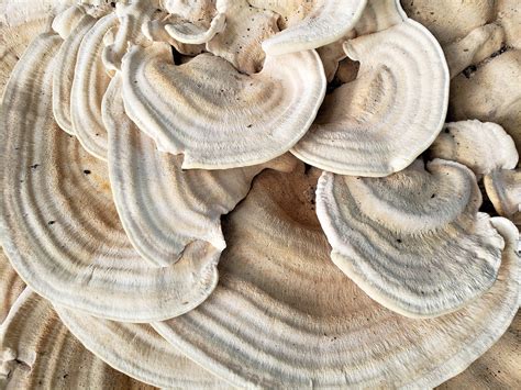 Berkeley'S Polypore Mushroom Stump - Free photo on Pixabay