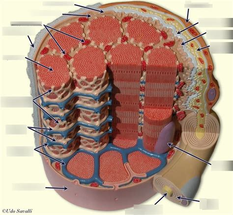 Skeletal muscle fiber labeled Diagram | Quizlet