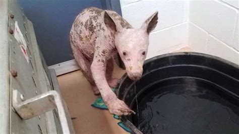 VIDEO: California furless black bear cub suffering from mange rescued