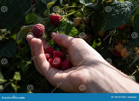 Harvesting Raspberry in the Garden Stock Photo - Image of ripe, hand: 150121764